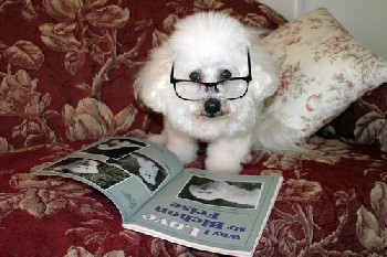 Picture of dog with glasses