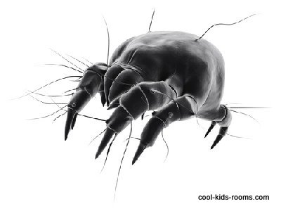 dust mite, acarine, allergy, bed, bite, bug, dirty, dust, dusty